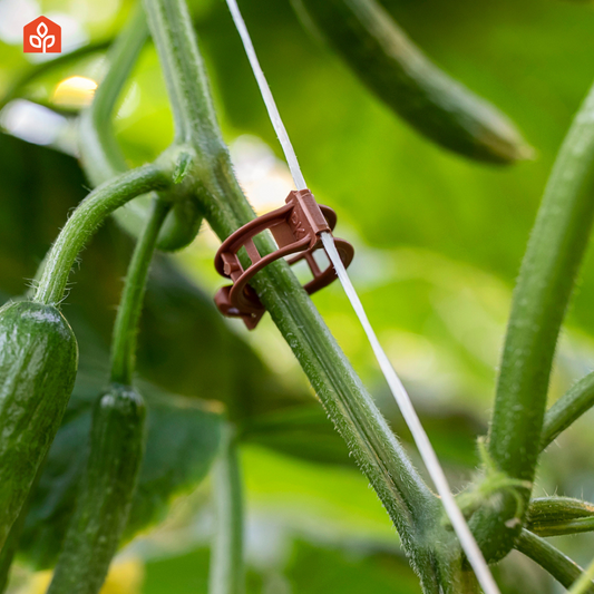 Cucumber clip